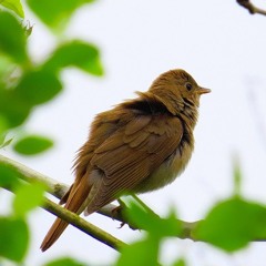 Thrush Nightingale, Flackebo Sweden May 2017