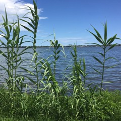 Regular Life (beat) - Young Musket