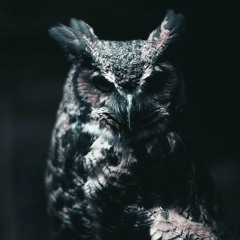 JOYRYDE | NIGHT OWL RADIO