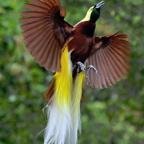 Ambon Manise - Parcuma