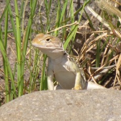 Al Gorgeous & Skinny boy Fat - an ode to love lost (Prod. Dj Swimmer & Grocery Boy III)