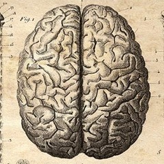 La Tête dans le Cerveau #27 - L'Odorat