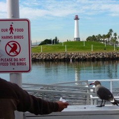 Dont Feed The Birds