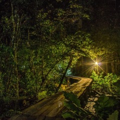 Noche en la selva cast
