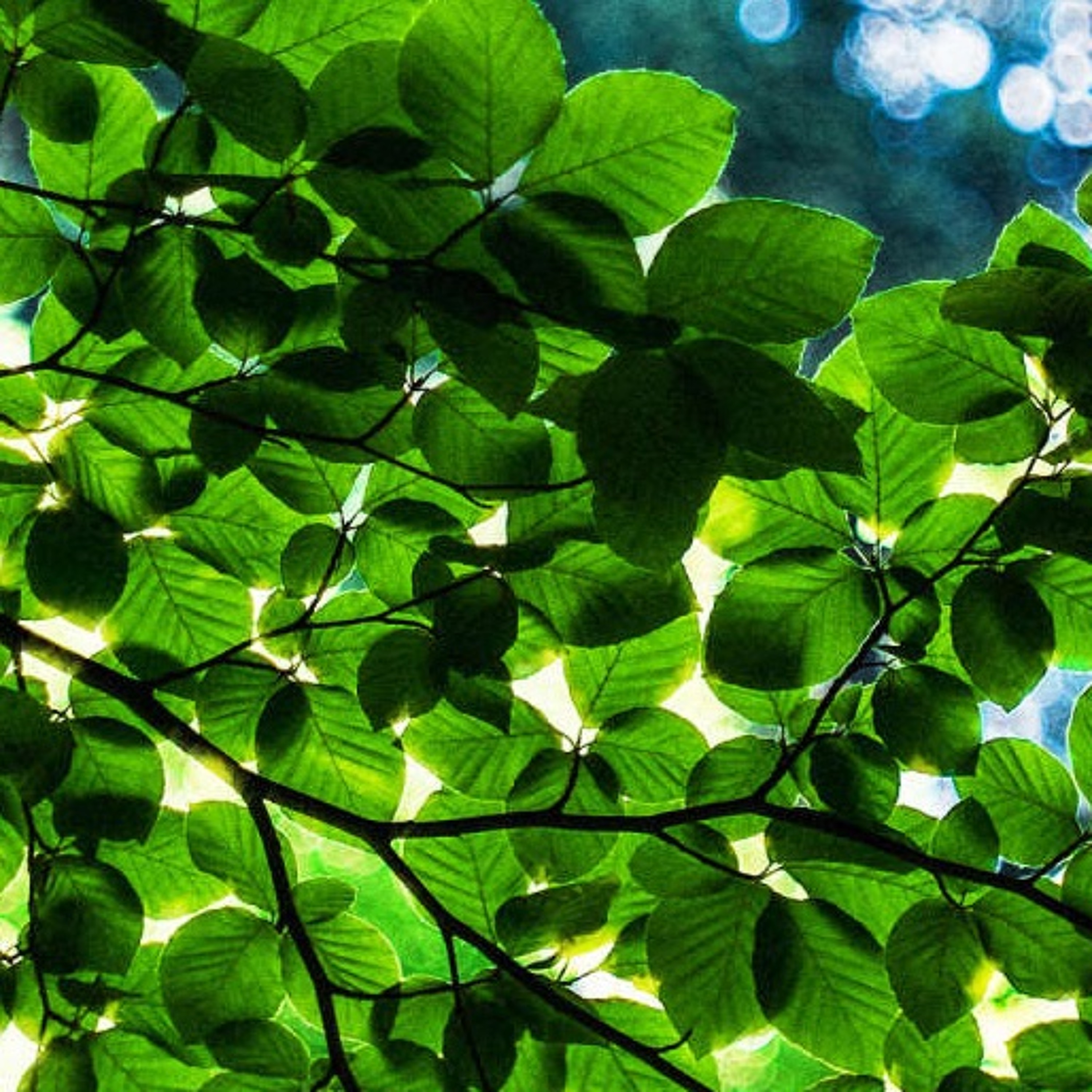 What an artificial leaf may do for energy storage