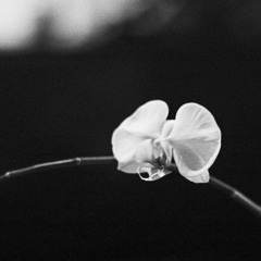 The Call (Fallen Peaches Trailer)