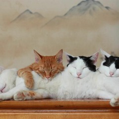 [Cover] [Demo] 凉凉 (杨宗纬 & 张碧晨) - Hikka