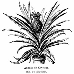 Pineapple Cunt (Rough)