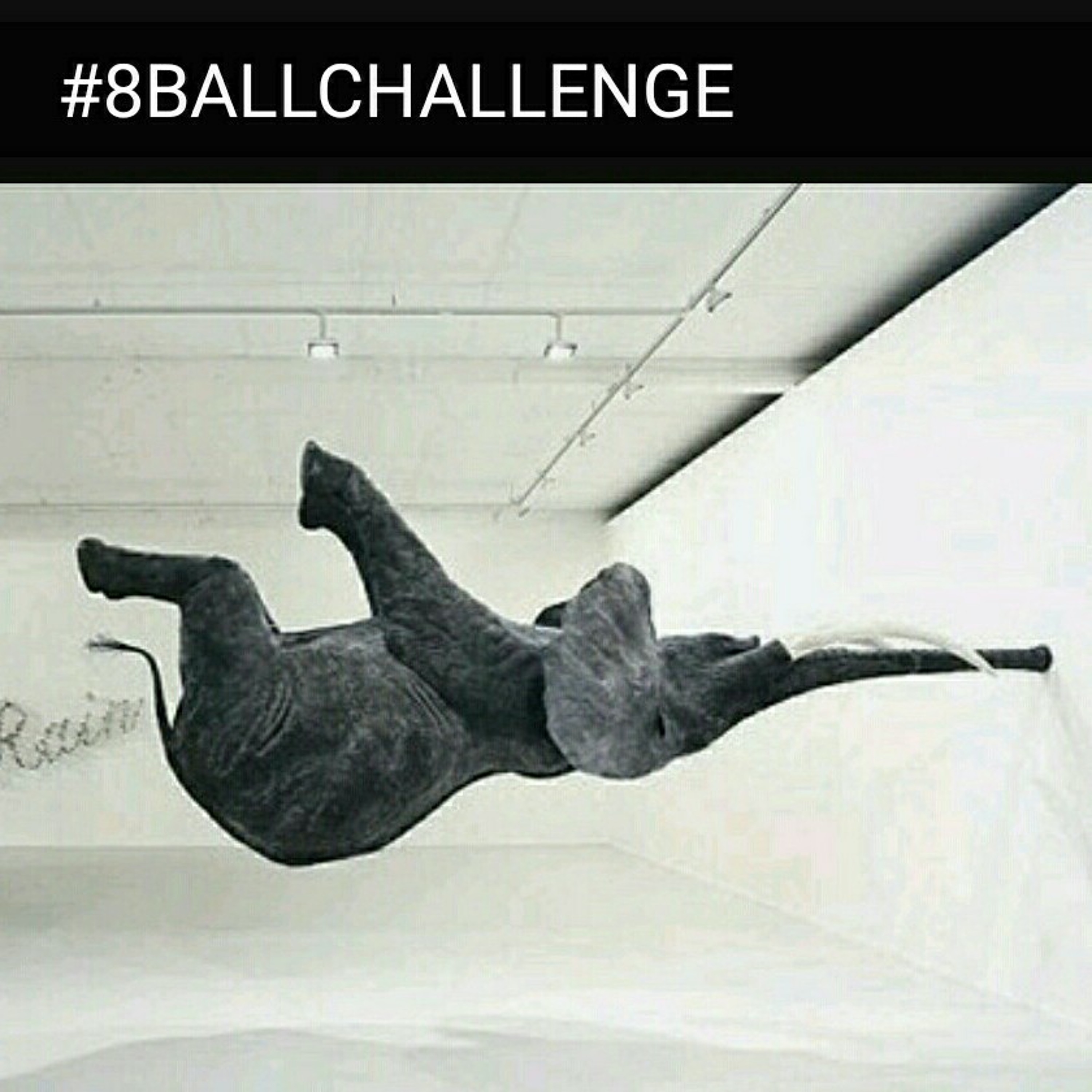 #8BALLCHALLENGE #Elevate episode artwork