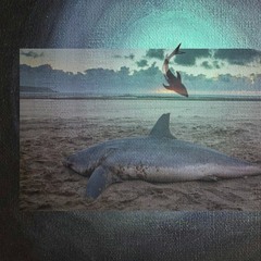 Seshark