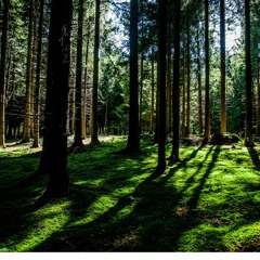 Enchanted Forrest