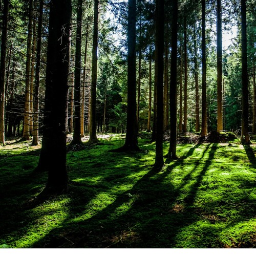Enchanted Forrest