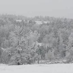 Make You Feel My Love (cover)