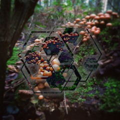 ＤＥＣＯＩ// Trommel & Tiefton II