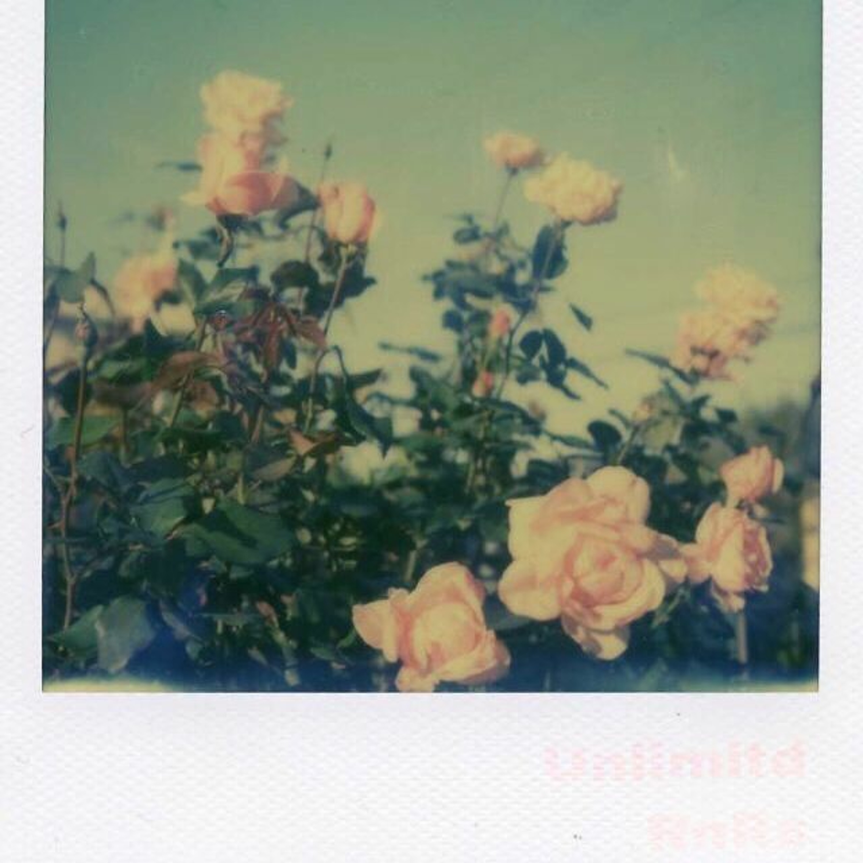 Rainbows and Roses