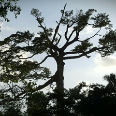 Transition of Power.