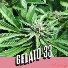 RollupRodge - Gelato Prod By 1kLowkey