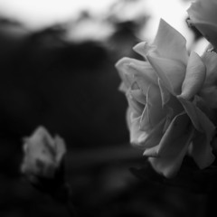 Track of the Week 2017