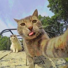 Cat Selfie