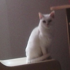 10 - Je Pleure L'amour De Mon Cœur.