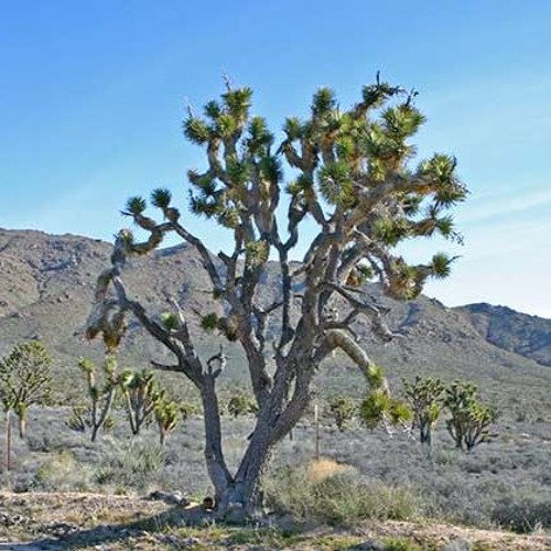 Adrian Felix - Thank You Syndrome Prod. Syndrome