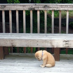 Anh đã quen với cô đơn