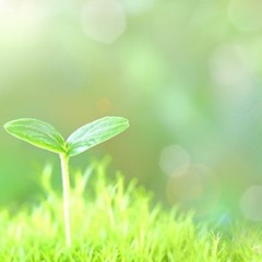 新しい歌を賛美しなさい。知恵の生。