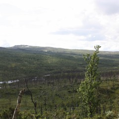 Pommac- Cornelis (Veronica och Sommarkort)