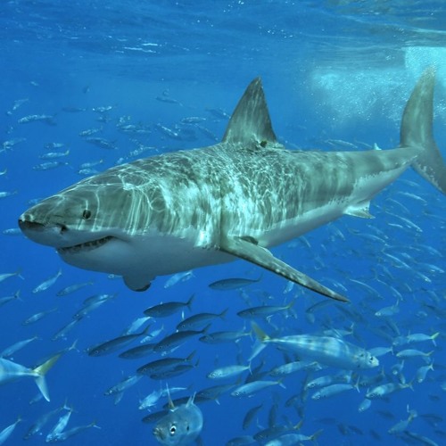 Neglect of Probability