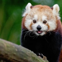 Pots N' Pandas (Loading Screen)