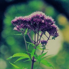 Waldfunk Vol.2 - Der Andere