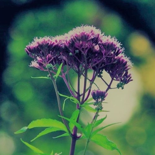 Waldfunk Vol.2 - Der Andere
