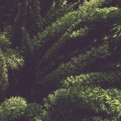 Verdor -  Rodrigo Garcia.