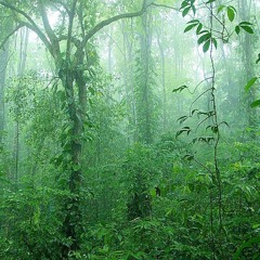Dnb, Jungle, Dub, Reggea, Bass