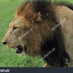 MY HOOD WILD -- JAY P BANGS ON BEAT _ SIR JOHN --JACKPOT--YUNG REGG