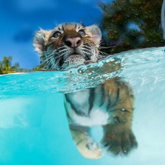 Turquoise water, baby tiger