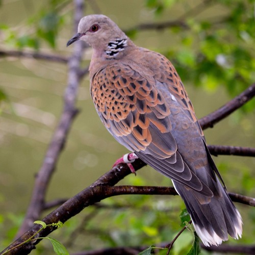 Turtle Dove Fowlmere 270517 MONO