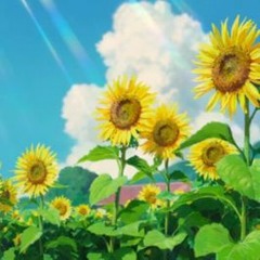 Saib. - Sunflowers