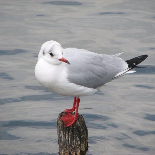 Stream 都鳥（全曲） by めんだこ | Listen online for free on SoundCloud