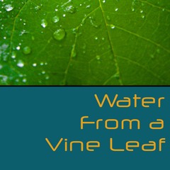 Water From A Vine Leaf
