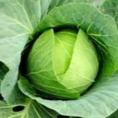 WOH Cabbage Patch Mix