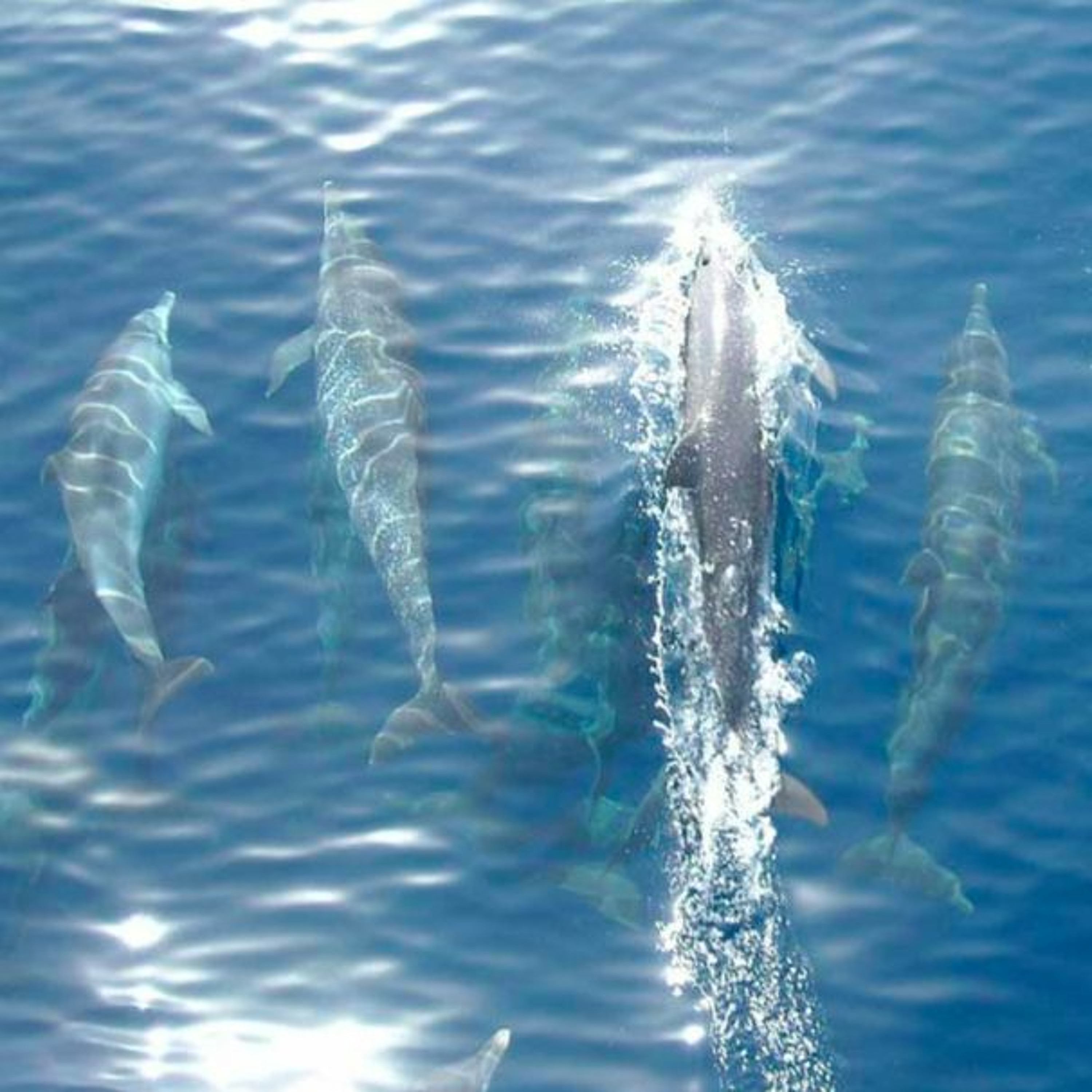 BioEnciclopedia