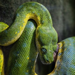 SNAKE EYES (ft. 2hrslater)