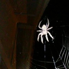 "Live & Direct" From Upcoming Freestyles Mix Tape: Forsaken Exodus