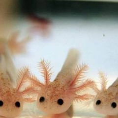 Ni idea, ya tuvo como 3 titulos