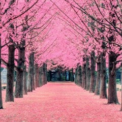 Cherry Blossom | Lamar x Oddwin