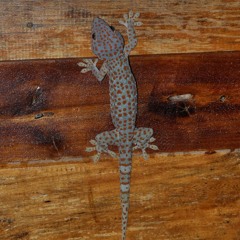 Male Tokay Gecko (Mating Call)