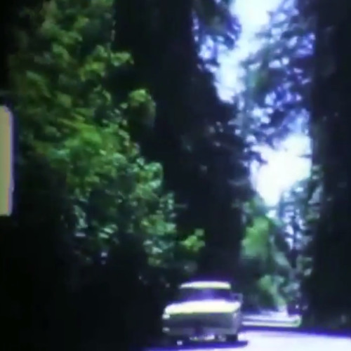Nice Trees