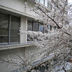 blossoms in kyoto // collab with m ∆ n s u