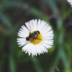 Besides Daniel - Learn How to Fight (cover)